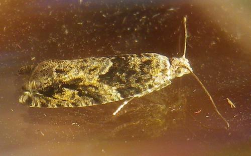 Réf. 187 674 : Epinotia sp.